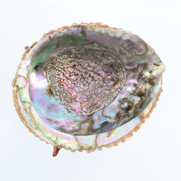 Natural Abalone Shell with Wooden Stand